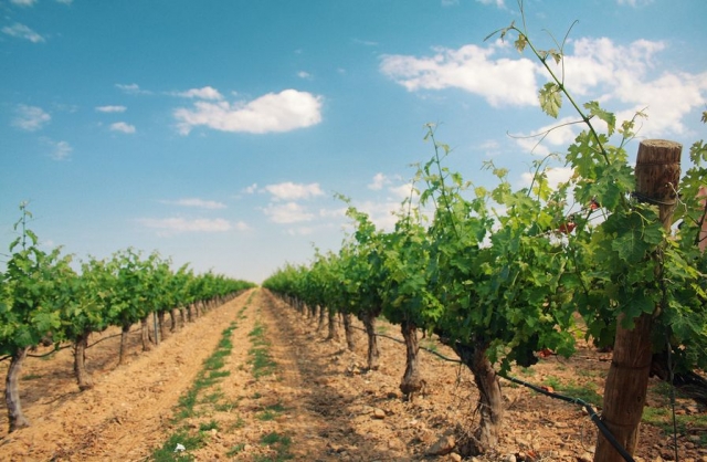 caminamos por las vides